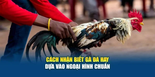 Cách Nhận Biết Gà Đá Hay - Dựa Vào Ngoại Hình Chuẩn