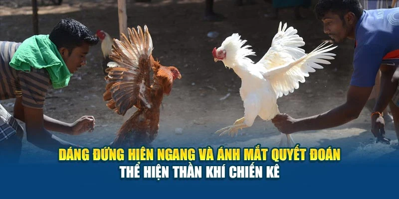 Dáng đứng hiên ngang và ánh mắt quyết đoán thể hiện thần khí chiến kê