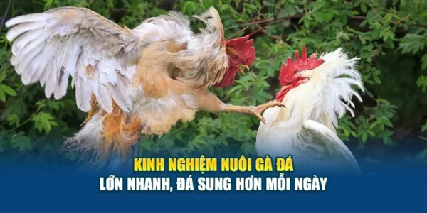 Kinh Nghiệm Nuôi Gà Đá - Lớn Nhanh, Đá Sung Hơn Mỗi Ngày